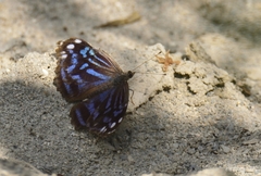 Myscelia ethusa ethusa