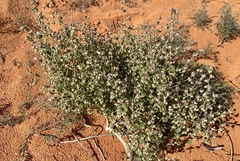Dicoria canescens
