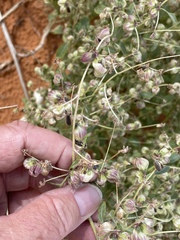 Dicoria canescens