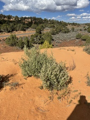 Dicoria canescens