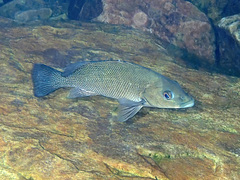 Hephaestus fuliginosus