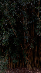 Bambusa vulgaris