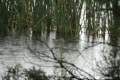 Malacorhynchus membranaceus