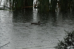 Malacorhynchus membranaceus