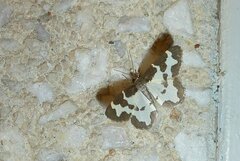 Lomaspilis marginata