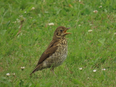 Turdus philomelos clarkei