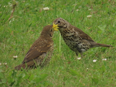 Turdus philomelos clarkei