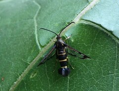 Synanthedon