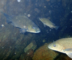 Hephaestus fuliginosus