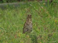 Turdus philomelos clarkei