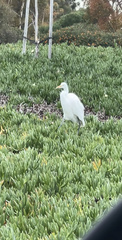 Ardea alba