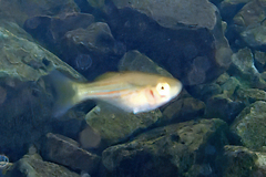 Melanotaeniidae