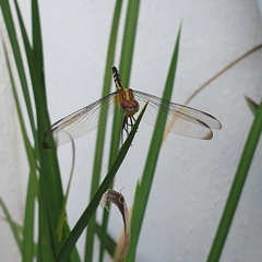Erythrodiplax umbrata