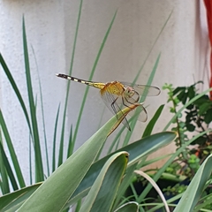 Erythrodiplax umbrata