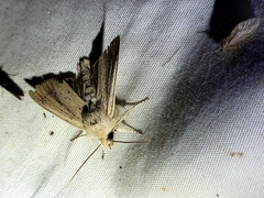 Ichneutica epiastra