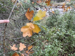 Quercus stellata