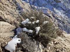 Cercocarpus intricatus
