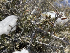 Cercocarpus intricatus