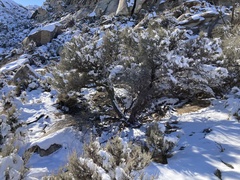 Cercocarpus intricatus