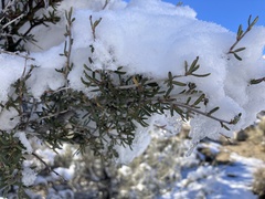 Cercocarpus intricatus