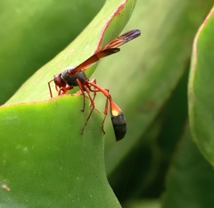 Belonogaster lateritia