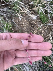 Eriogonum elongatum
