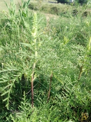 Ambrosia tenuifolia