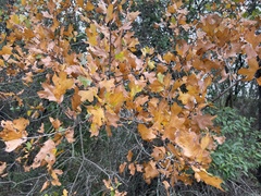 Quercus stellata