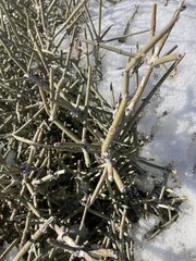 Ephedra nevadensis