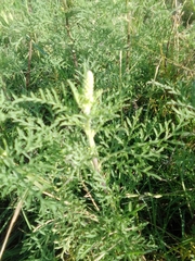 Ambrosia tenuifolia