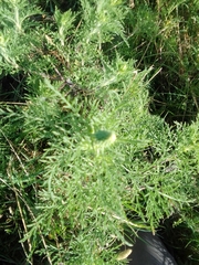 Ambrosia tenuifolia
