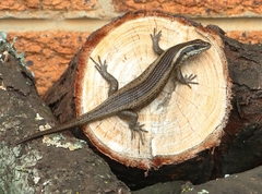 Trachylepis punctatissima