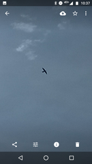 Falco