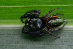 Paraphidippus