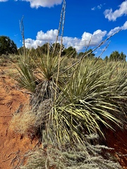 Yucca angustissima kanabensis