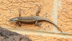 Trachylepis punctatissima