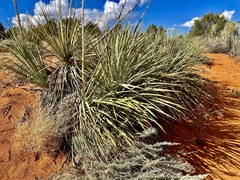 Yucca angustissima kanabensis