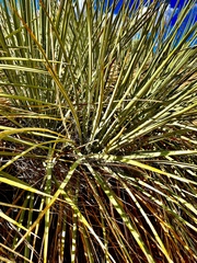 Yucca angustissima kanabensis