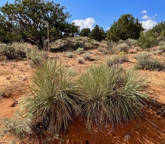 Yucca angustissima kanabensis