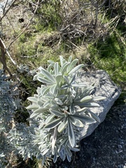 Lupinus albifrons