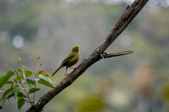 Manorina melanophrys