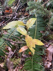 Castanea sativa