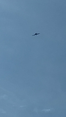 Falco