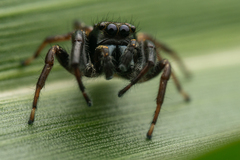 Paraphidippus