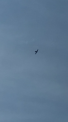 Falco