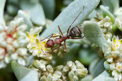 Camponotus feae