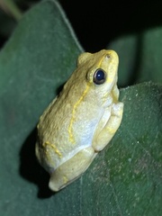 Hyperolius marginatus