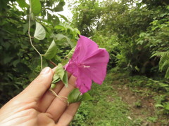Ipomoea dumosa