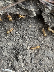 Camponotus festinatus