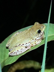 Hyperolius marginatus